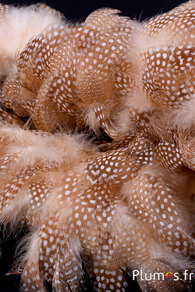 Gebleichte Schmuckfedern – Perlhuhn
